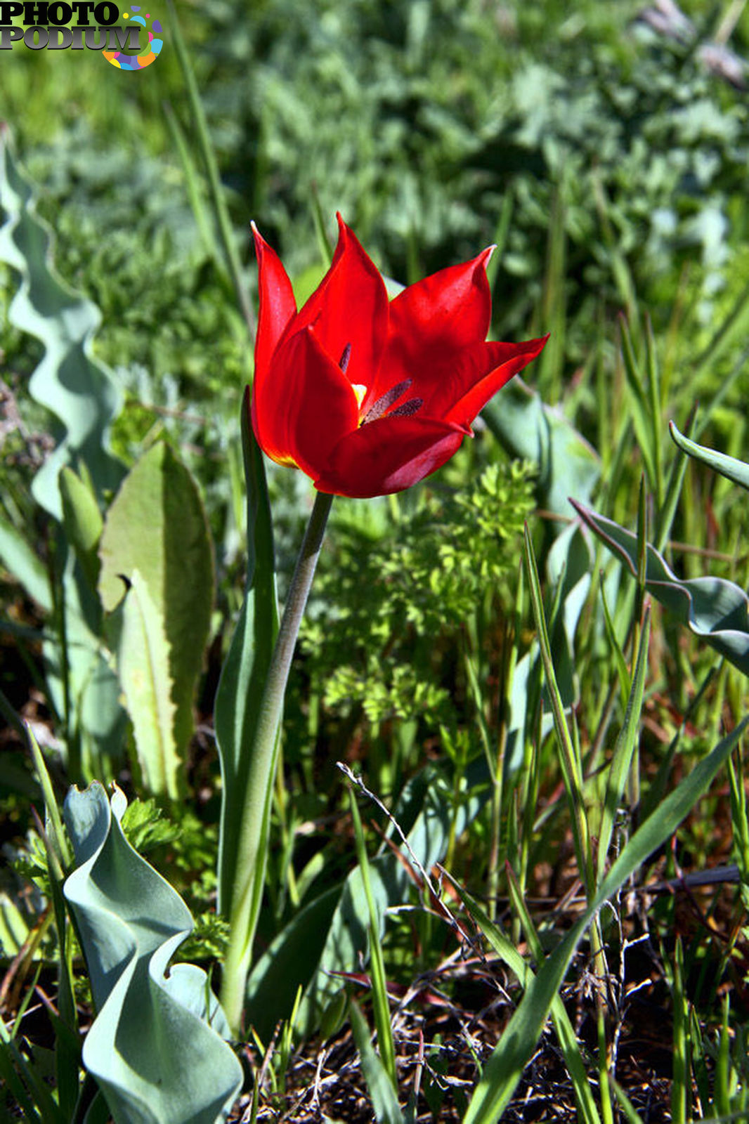 Тюльпан геснера. Тюльпан Шренка. Тюльпан Геснера (Tulipa gesneriana).. Тюльпан (Шренка-Геснера и Биберштейна);.