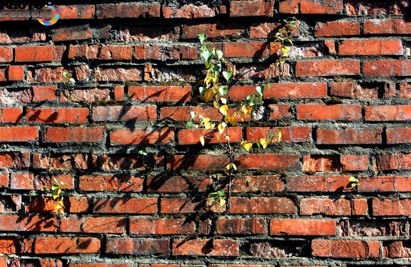 Тяжелая стена. Plants on Bricks perspective.