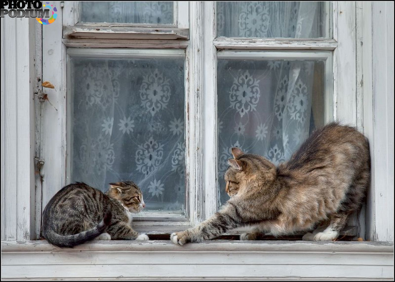 Кот на карнизе. Кошки на окошке. Кот на окне. Котик у окна. Сидит кошка на окошке.