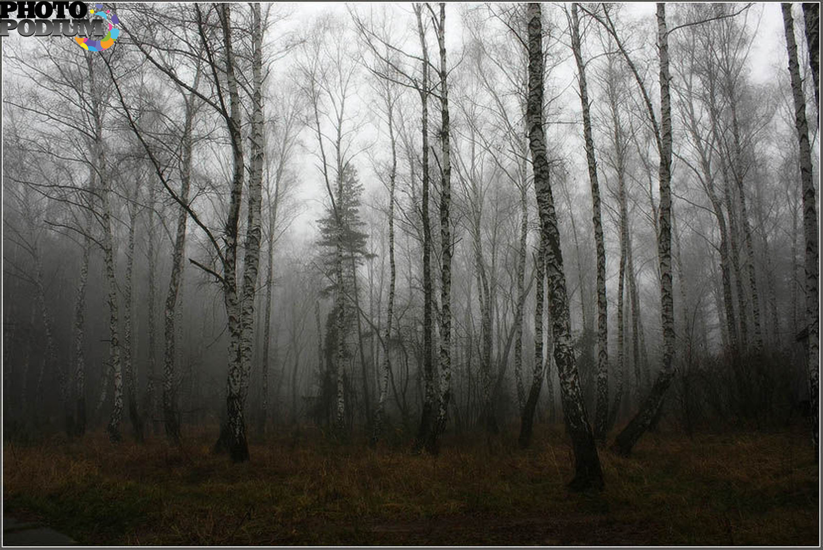 В кружевах леса. Кружево берез. Кружевные березы. Кружевной лес. Как кружевать лес.