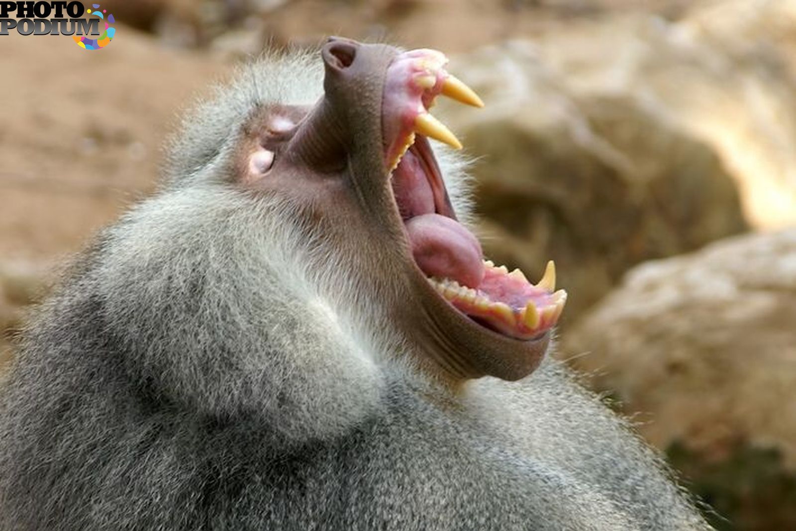 Приматы зевают