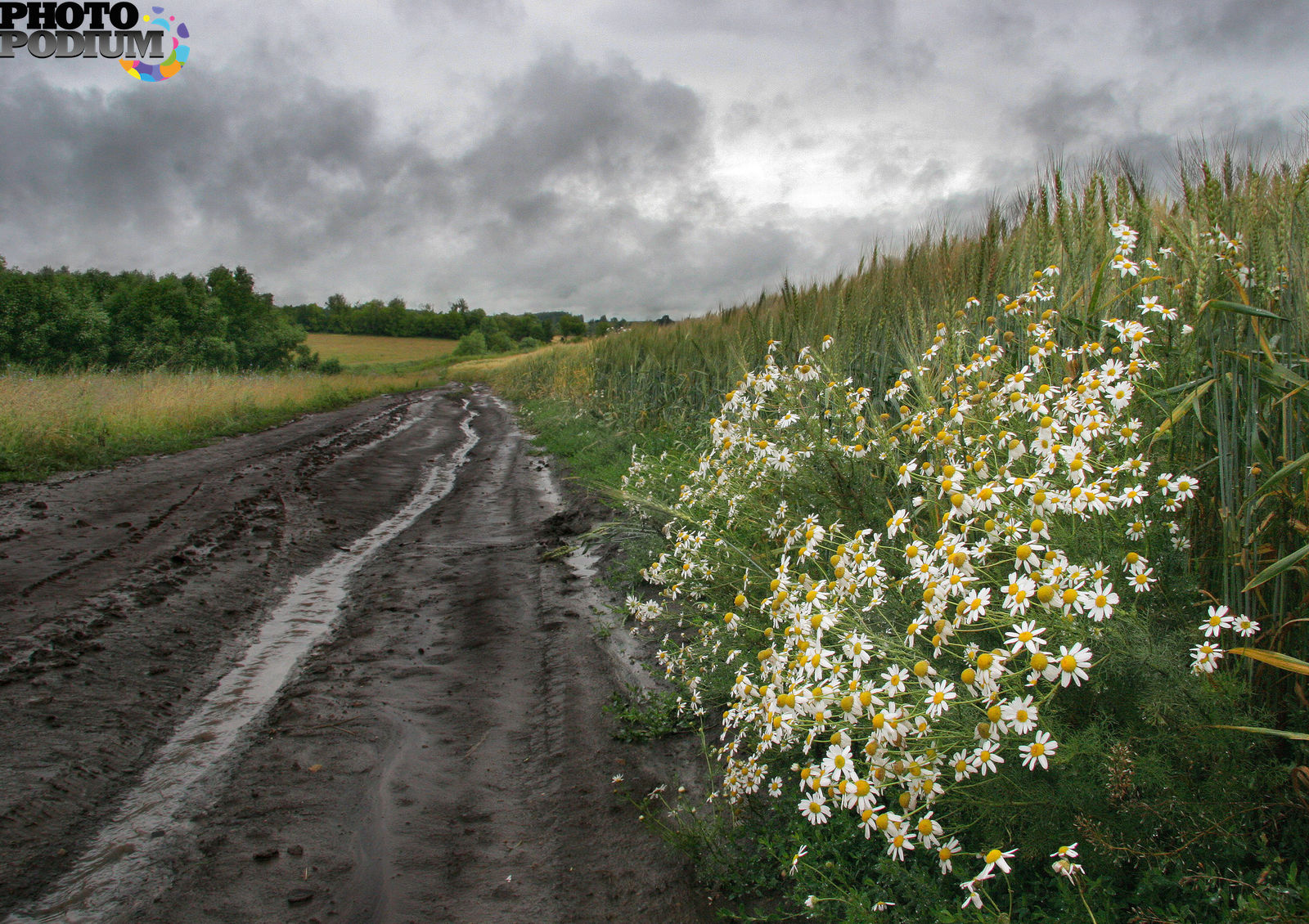 Придорожные травы. Цветы вдоль дороги. Ромашки дорога. Растения вдоль дорог. Трава вдоль дороги.