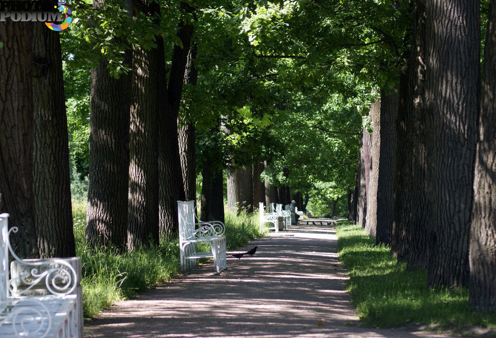 И на тенистой улице я постою. Екатерининский парк аллея. Дубовая аллея в Екатерининском парке. Екатерининский парк туманная аллея. Тройная аллея Екатерининского парка.