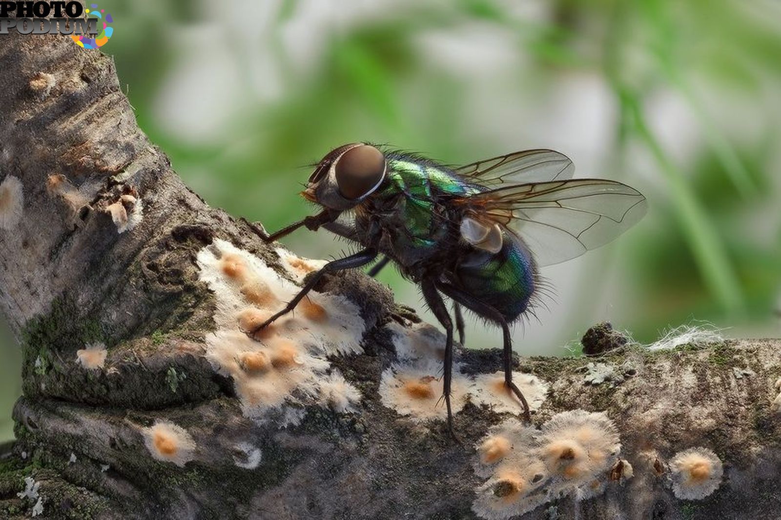Толстая муха. Фото толстой мухи. Зеленая Муха в очках. Покажи зелёных мух толстых.