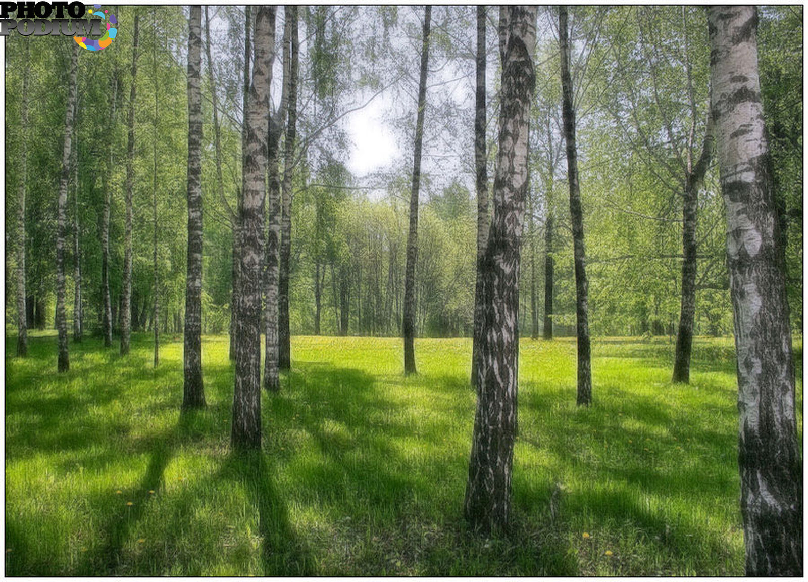 Березовая роща в Кемеровской области в лесу