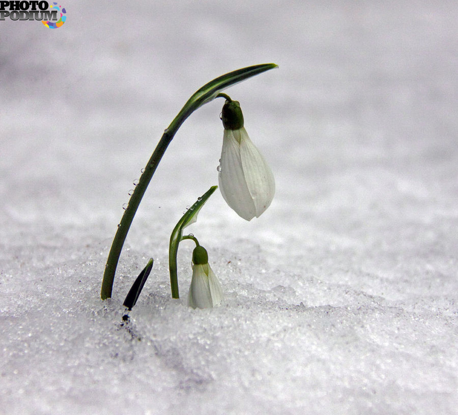 Белые цветы ранней весной. Подснежник плосколистный. PODSEJNIK. Подснежники в снегу.