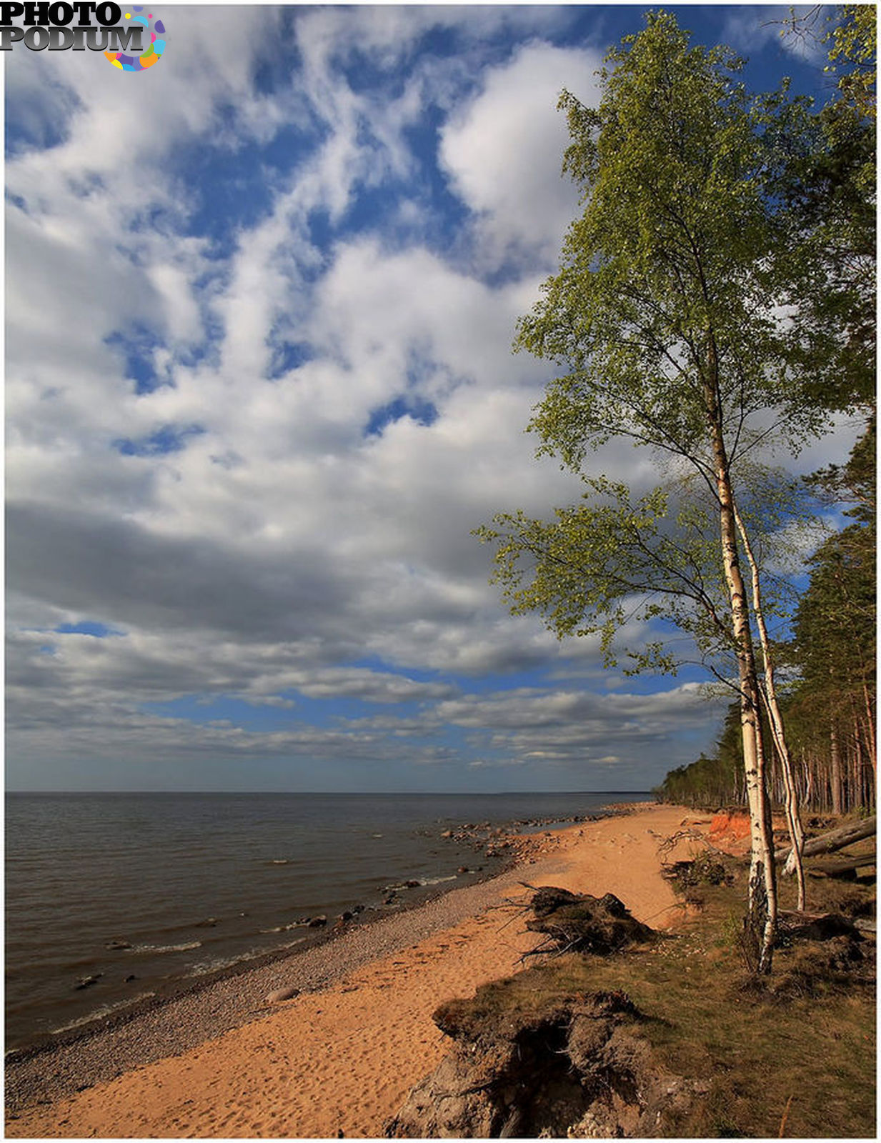 Село балтийское. Балтийское море сосны дюны. Балтийское море берег сосны дюны. Сосновый Бор дюны. Ягры море дюны Сосновый Бор.