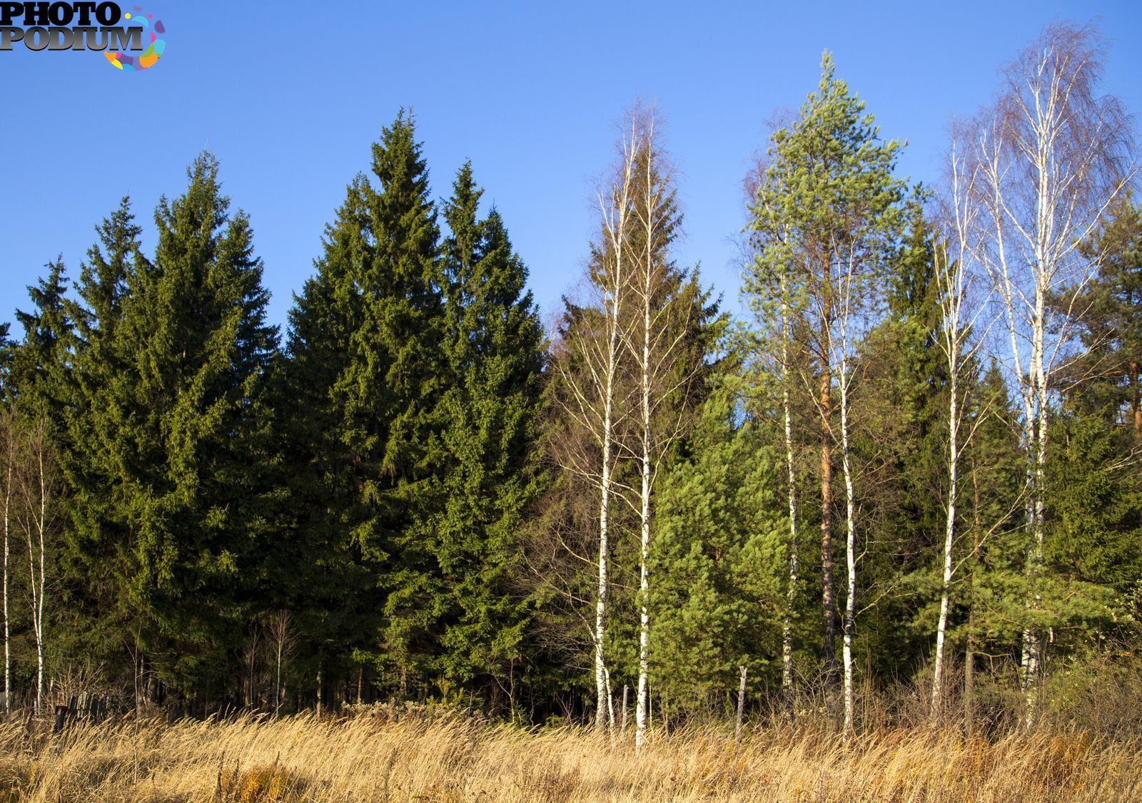 Опушка леса фотографии. Лесная опушка с шишками. Солнечная опушка леса фото.