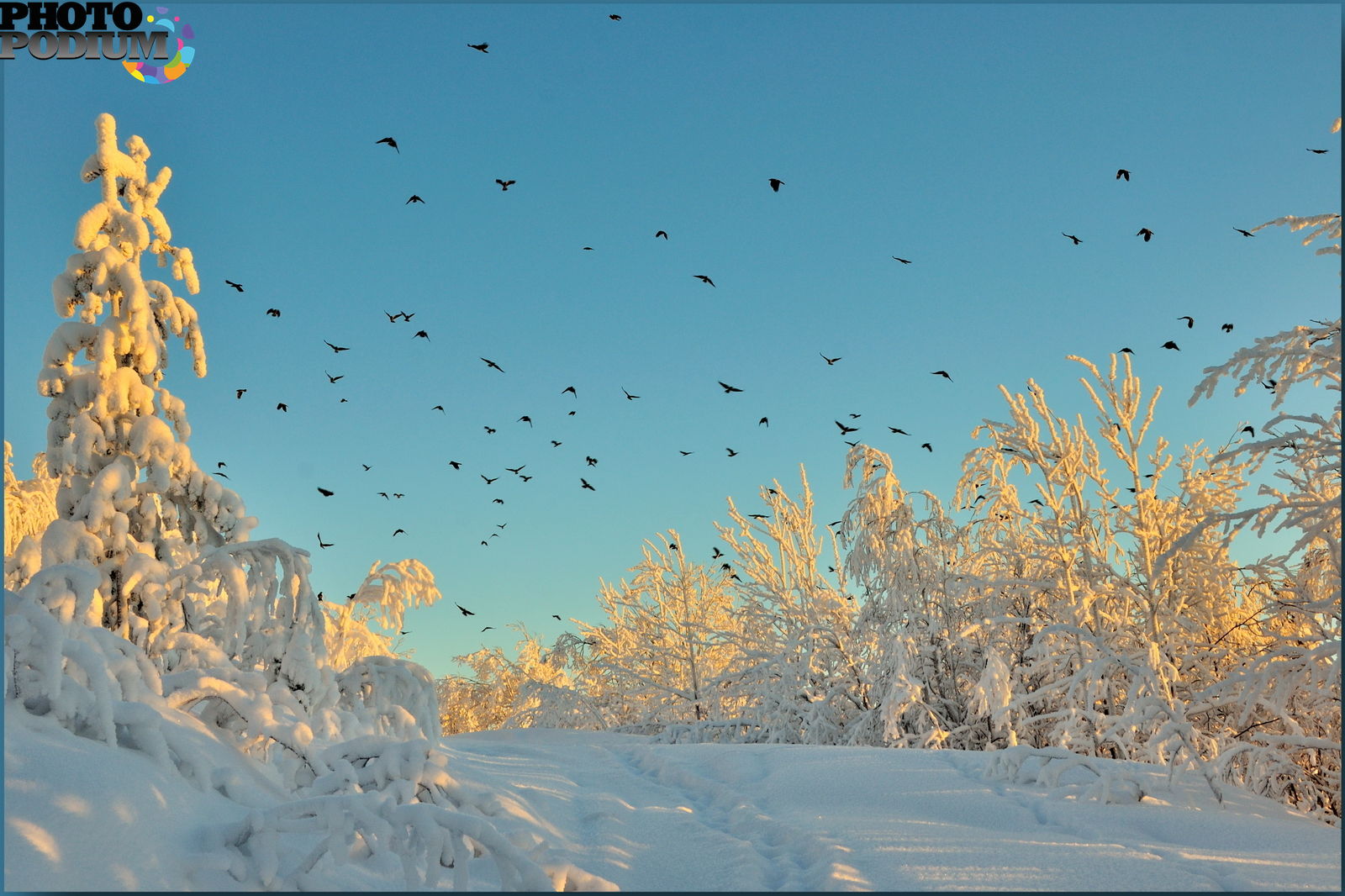 Птицы летающие зимой
