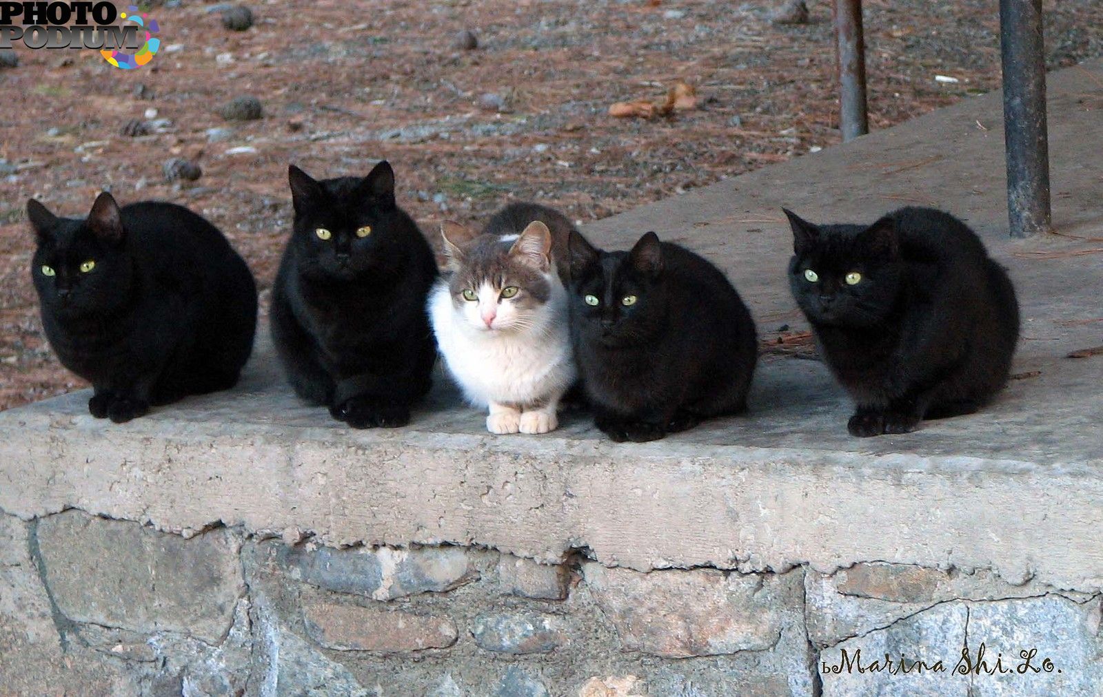 Я готов сразу несколько котов. Черный кот среди белых. Среди котов. Черная кошка среди белых. Четыре черные коты.