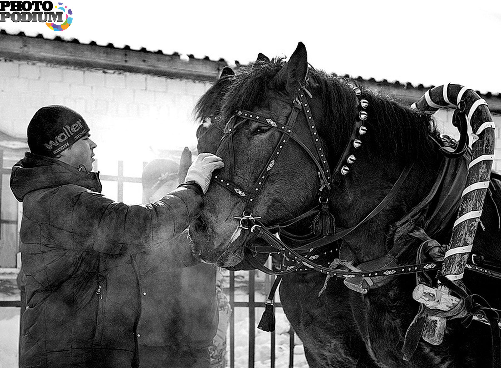 Распрягайте хлопцы коней. Хлопцы кони. Распрячь лошадь. Розпрягайте хлопці коней.