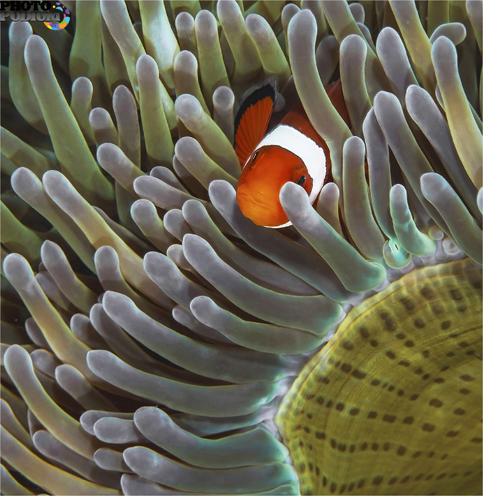 Coral life. Актиния Мальдивы. Актиния пузырчатая. Морская актиния в раковине. Актинии виды на Мальдивах.