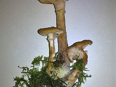 грибной