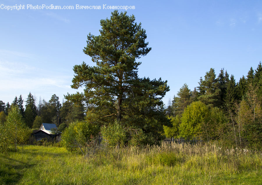 Conifer, Fir, Plant, Tree, Forest, Vegetation, Spruce