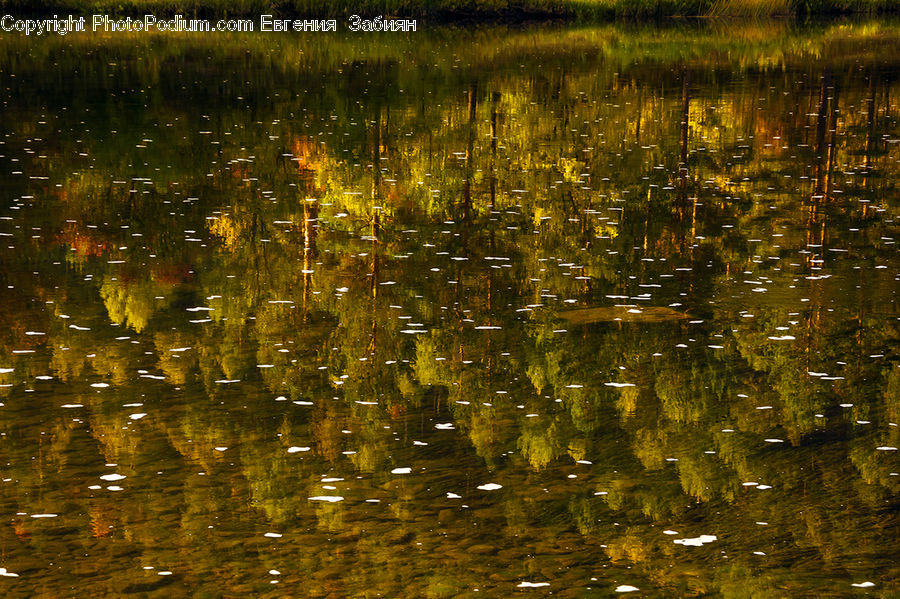 Field, Grass, Grassland, Plant, Land, Marsh, Outdoors