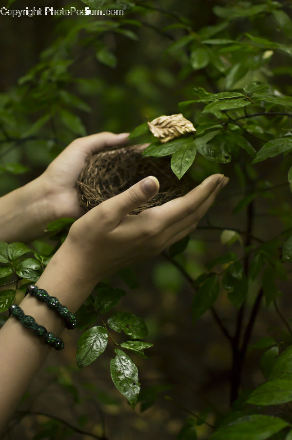 Plant, Agaric, Mushroom, Blossom, Flora, Flower, Leaf