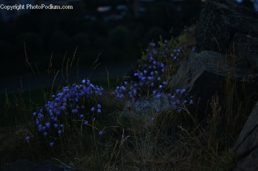 Fiber, Flax, Flora, Flower, Plant, Blossom, Violet