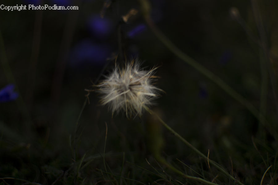 Dandelion, Flower, Plant, Field, Grass, Grassland, LED