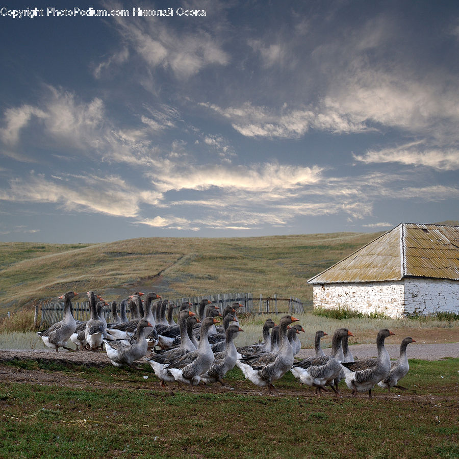 Bird, Goose, Waterfowl, Crane Bird, Heron, Outdoors, Plateau