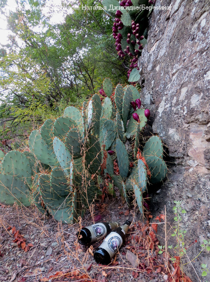 Cactus, Plant, Bottle, Agavaceae, Blossom, Flora, Flower
