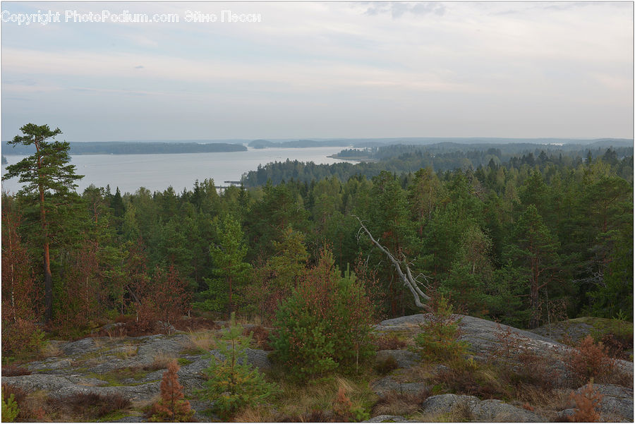 Conifer, Fir, Plant, Tree, Forest, Vegetation, Grassland