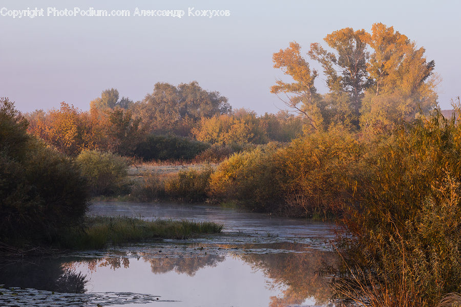 Outdoors, Pond, Water, Field, Grass, Grassland, Plant