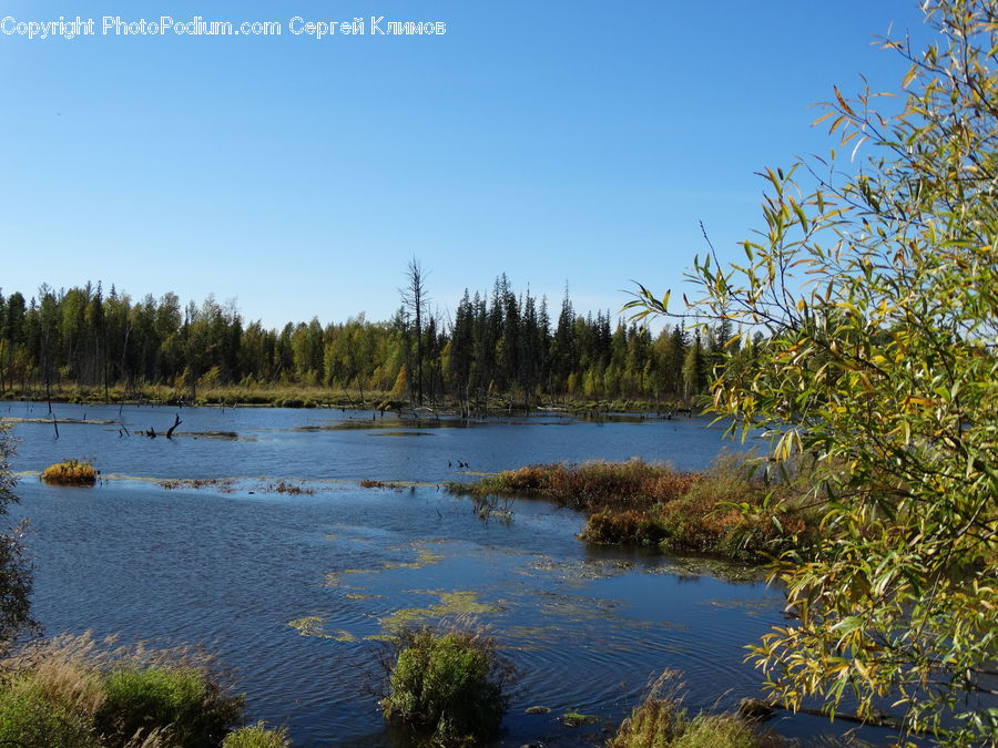 Outdoors, Pond, Water, Ripple, Bush, Plant, Vegetation