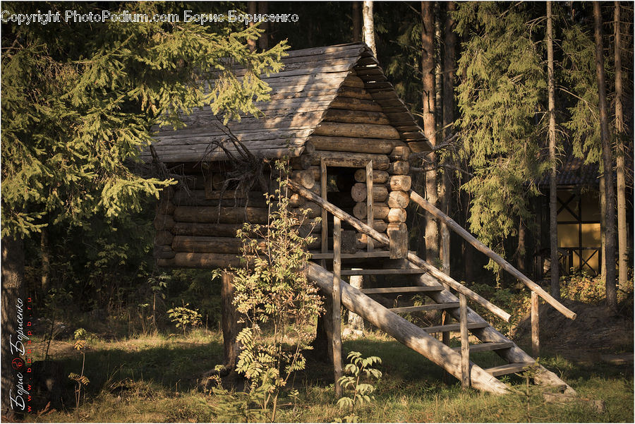 Building, Hut, Log Cabin, Shack, Forest, Vegetation, Cabin