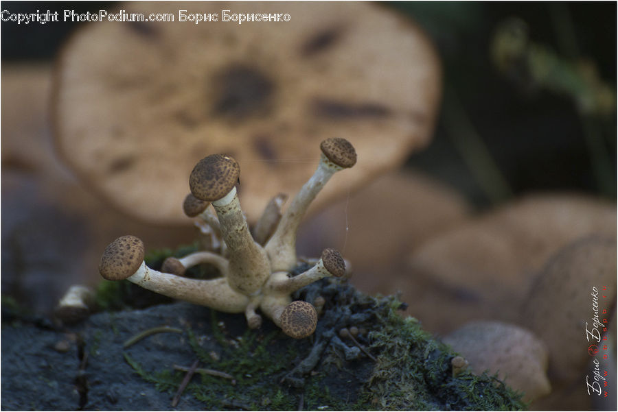 Acorn, Plant, Seed, Agaric, Mushroom, Amanita, Fungus