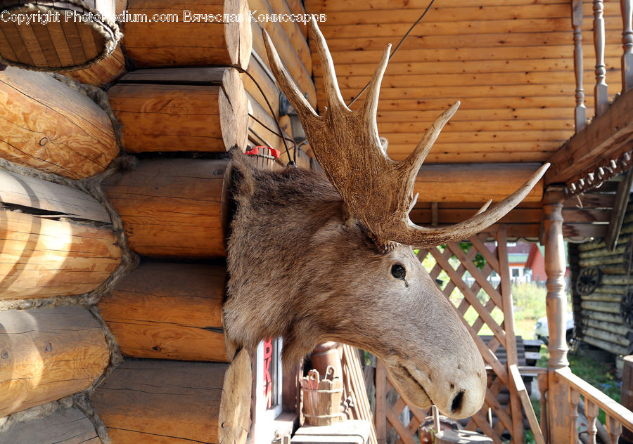 Patio, Pergola, Porch, Animal, Donkey, Deer, Elk