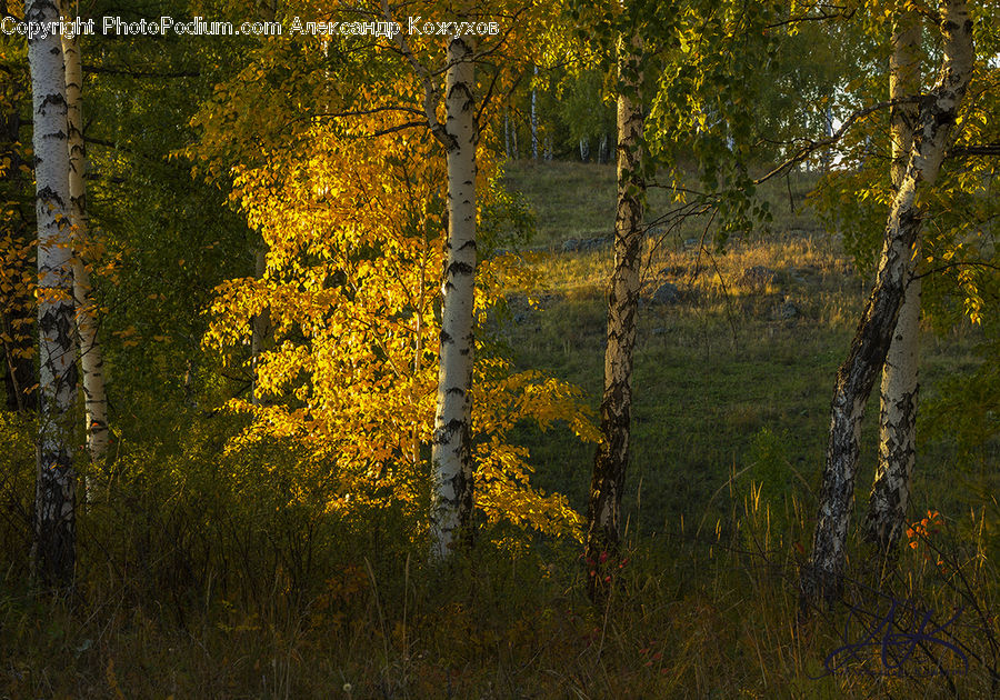 Birch, Tree, Wood, Plant, Forest, Vegetation, Outdoors