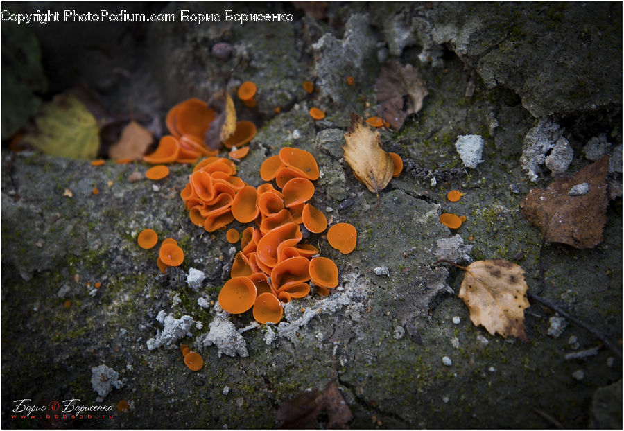 Agaric, Amanita, Fungus, Mushroom, Plant, Fish, Flounder
