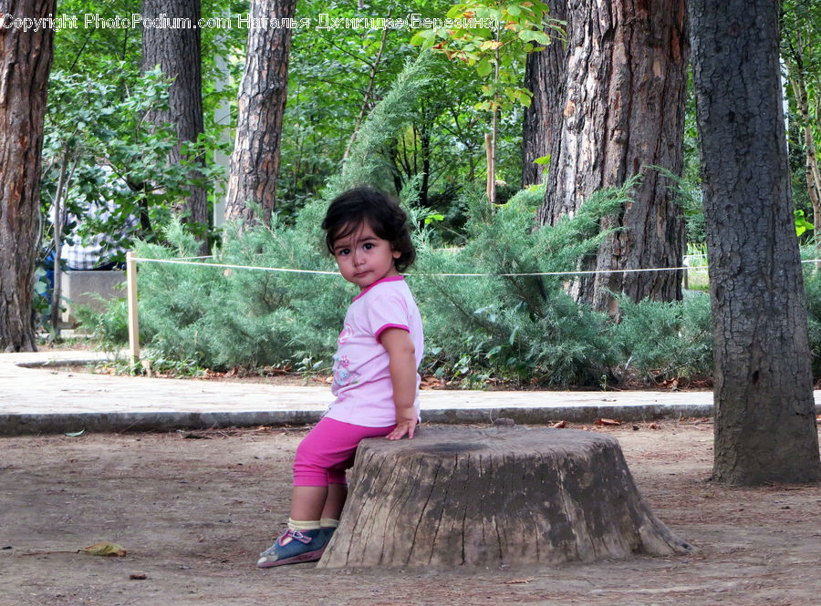 People, Person, Human, Fir, Redwood, Tree, Wood