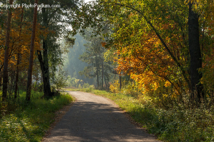 Dirt Road, Gravel, Road, Path, Walkway, Forest, Vegetation
