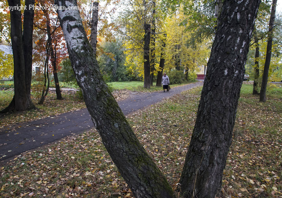 Forest, Grove, Land, Vegetation, Birch, Tree, Wood