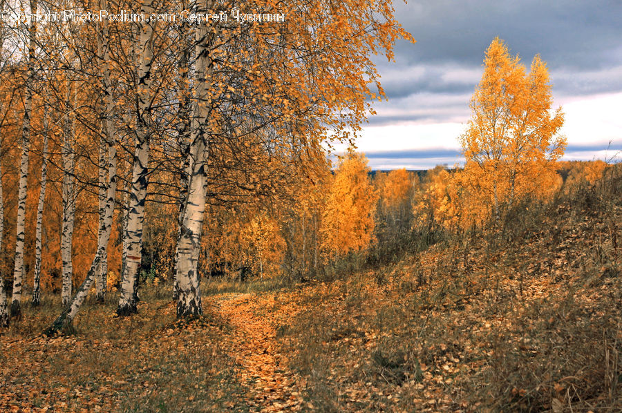 Birch, Tree, Wood, Dirt Road, Gravel, Road, Conifer