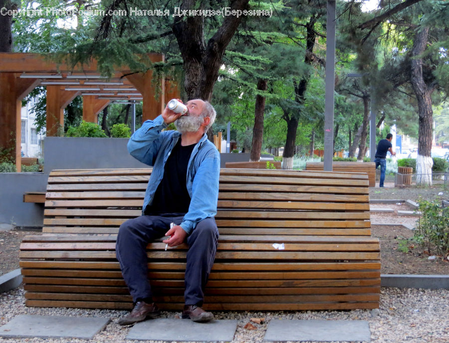 People, Person, Human, Bench, Fir, Forest, Grove