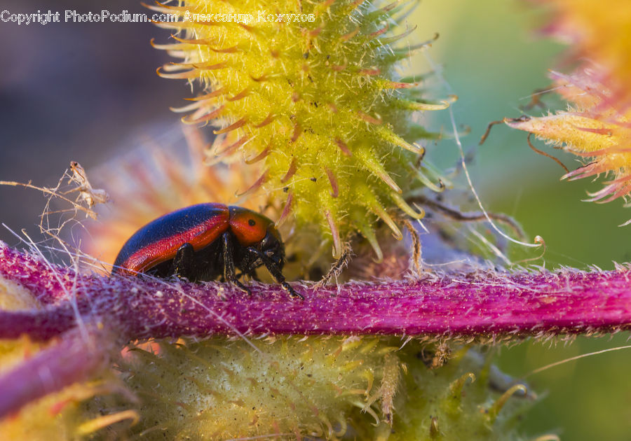 Bee, Insect, Invertebrate, Aphid, Flora, Pollen, Blossom