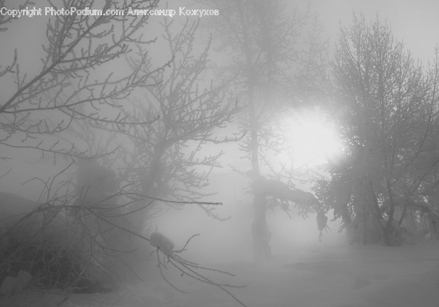 Fog, Plant, Tree, Mist, Outdoors, Forest, Vegetation