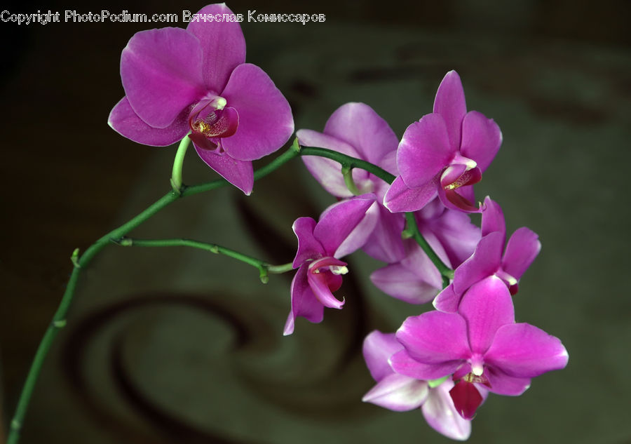 Blossom, Flora, Flower, Orchid, Plant, Geranium, Lilac