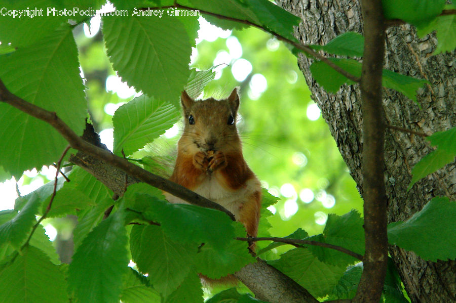 Animal, Mammal, Rodent, Squirrel, Forest, Jungle, Rainforest