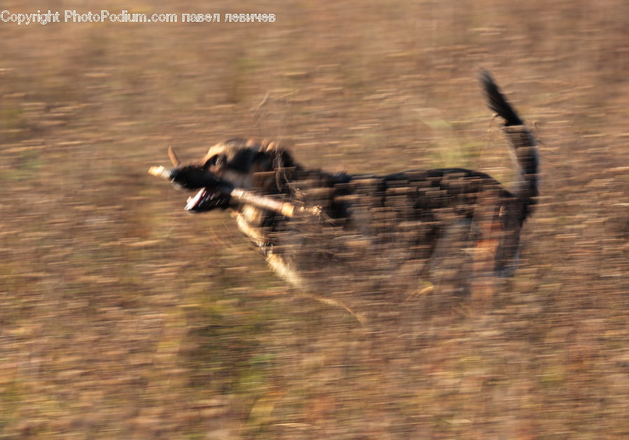 Animal, Canine, Collie, Dog, Mammal, Pet, Boardwalk