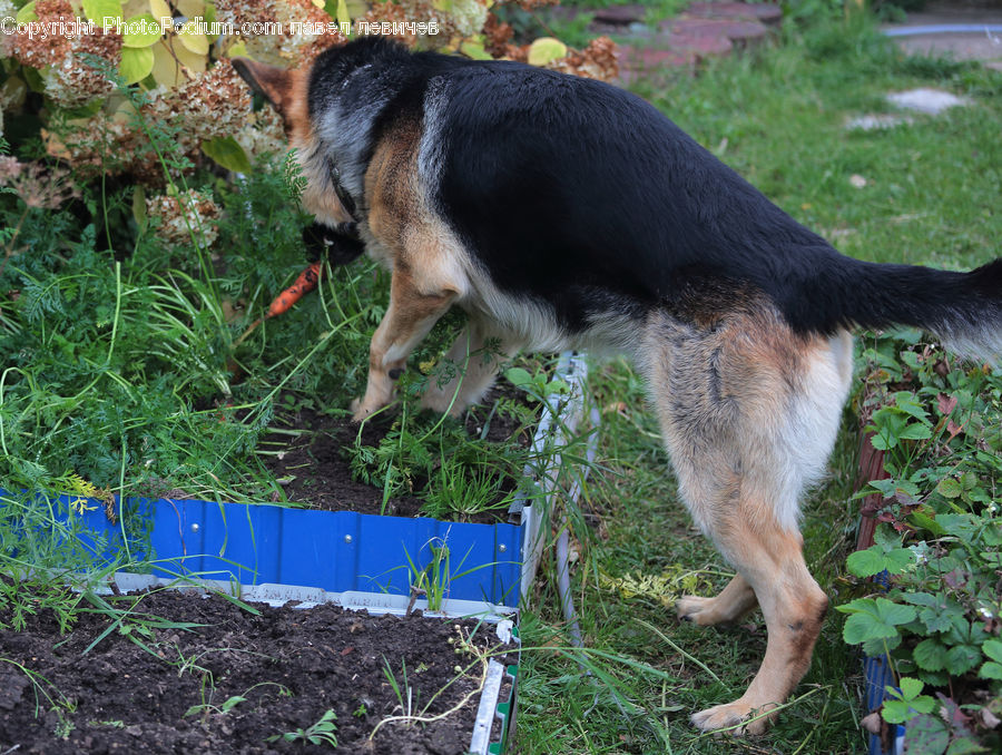 Animal, Canine, Dog, German Shepherd, Mammal, Pet, Husky