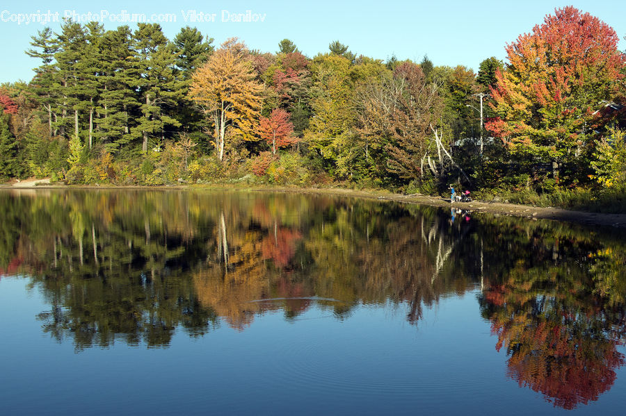 Outdoors, Pond, Water, Conifer, Fir, Plant, Tree