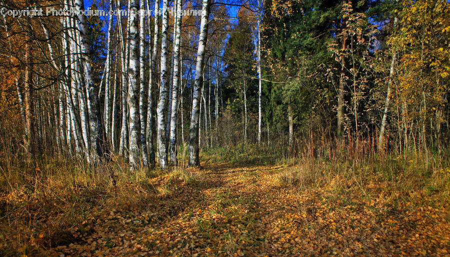 Birch, Tree, Wood, Forest, Vegetation, Field, Grass