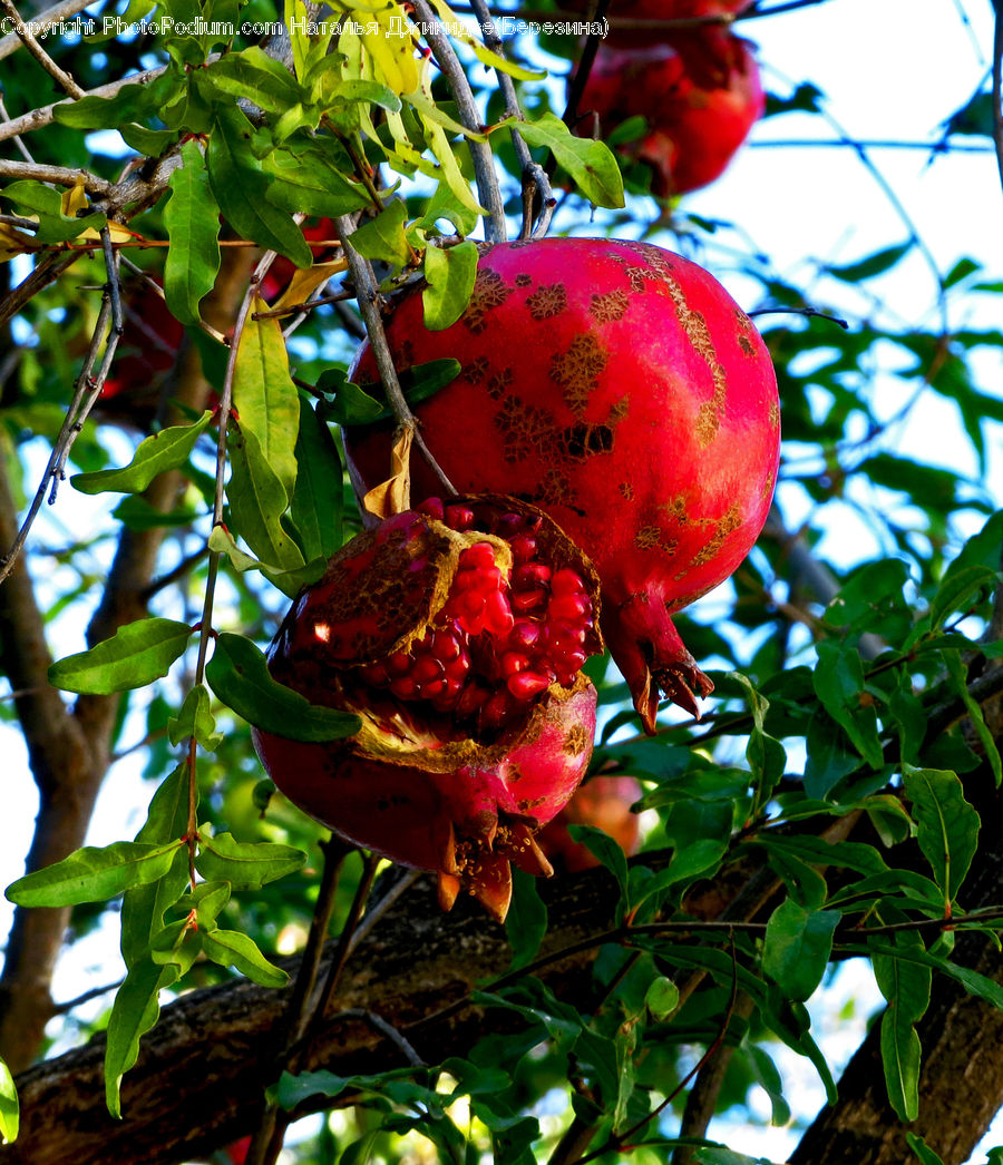 Fruit, Pomegranate, Cherry, Plant, Blossom, Flora, Flower