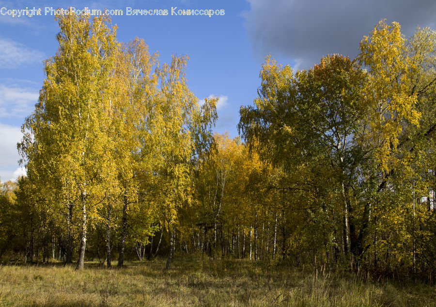 Birch, Tree, Wood, Conifer, Fir, Plant, Forest