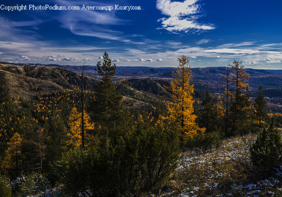 Conifer, Larch, Tree, Wood, Fir, Plant, Forest