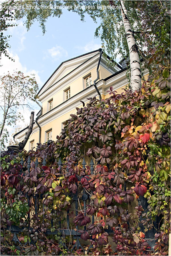 Ivy, Plant, Vine, Blossom, Flora, Flower, Bush