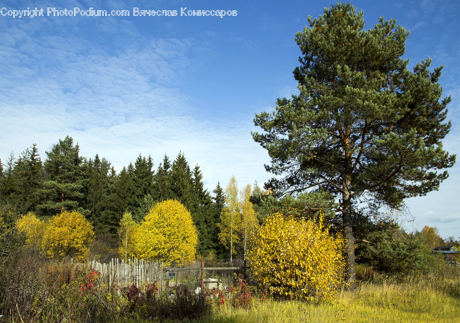 Conifer, Fir, Plant, Tree, Landscape, Nature, Scenery